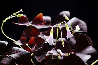 Close-up of flowering plant against black background