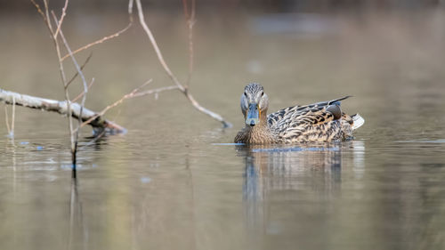 Birds swimming in lake