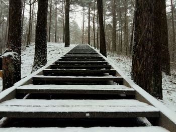 Steps amidst trees in forest