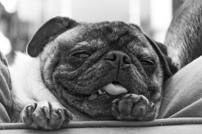 Close-up portrait of a dog