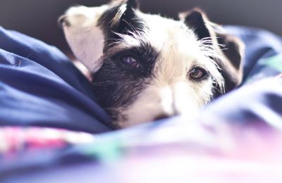 Close-up portrait of dog on bed