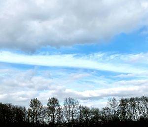 Low angle view of trees against sky