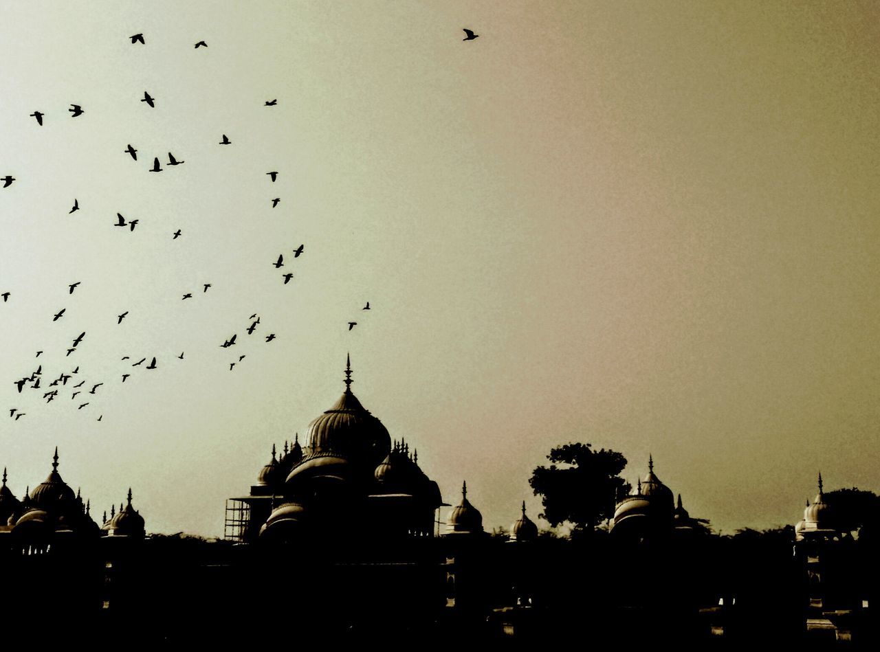 flying, bird, large group of animals, sunset, built structure, silhouette, flock of birds, sky, no people, outdoors, architecture, building exterior, city, animal themes, nature, day