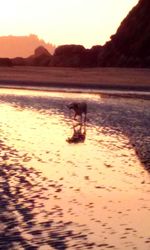 Dog looking at sunset