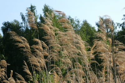 Low angle view of trees on field against sky