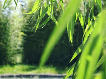 Close-up of wet grass