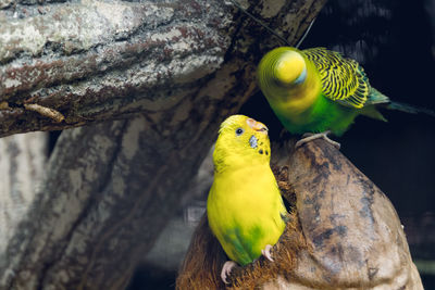 Close-up of parrot perching on tree