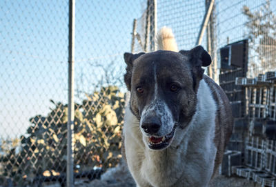 Close-up portrait of a dog