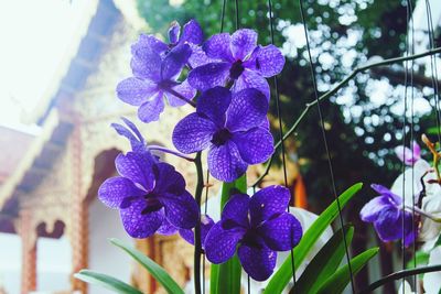 Close-up of purple flowers blooming outdoors