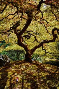 Trees growing on branch