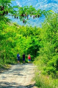 Rear view of people walking on plants