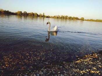 Bird in a lake