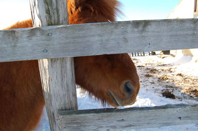 Close-up of a horse in pen