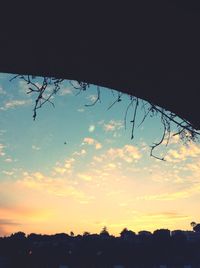 Silhouette of trees at sunset