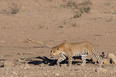 View of a cat on land