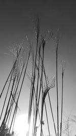 Close-up of grass against sky