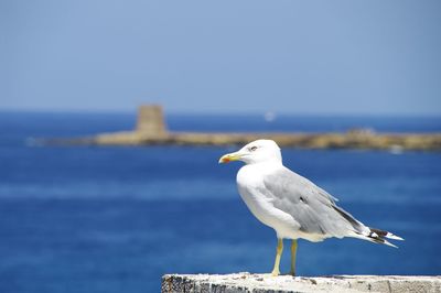 Seagull perching on shore against sea