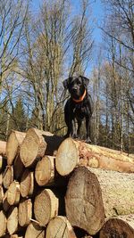 Dog sitting on log in a forest