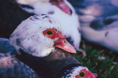 Close-up of a duck