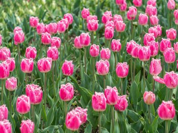 Close-up of pink flowers blooming outdoors