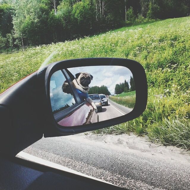 transportation, land vehicle, mode of transport, car, side-view mirror, road, tree, travel, car interior, reflection, bicycle, on the move, street, riding, vehicle interior, sunlight, part of, day