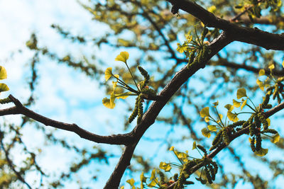 Low angle view of tree branch against sky