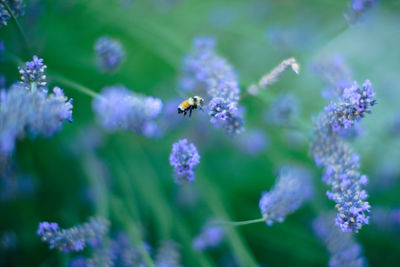 Close-up of bee pollinating on purple flowering plant