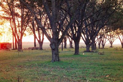 Trees on field