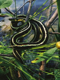 Close-up of spiral rope on tree