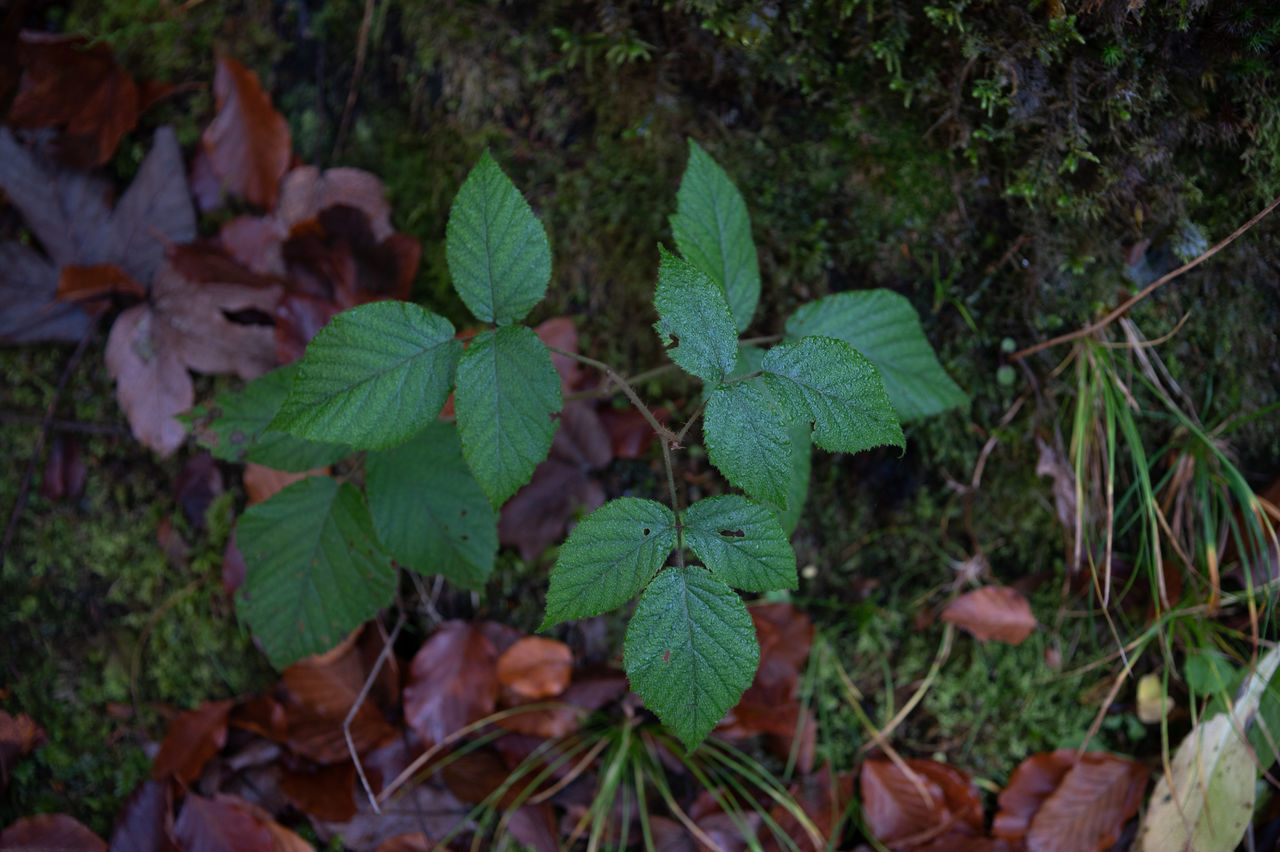 HIGH ANGLE VIEW OF GREEN PLANT ON FIELD