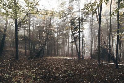 Trees in forest