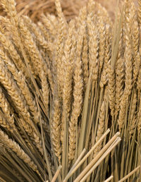 Full frame shot of wheat