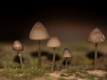 fungus