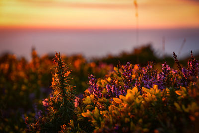 Close-up of purple flowering plants during sunset