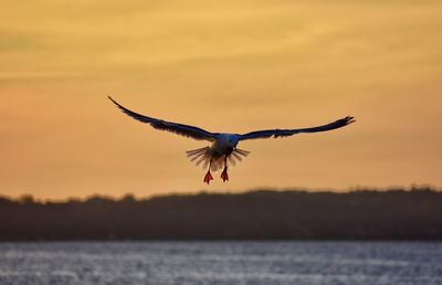 Flying seagull on sunset sky background in rewa