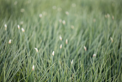 Close-up of flowering plants on land