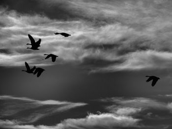 Low angle view of birds flying in sky