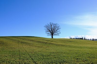 Low angle view of tree against clear blue sky