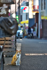 Cat on sidewalk by city street