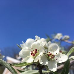 Low angle view of white cherry blossoms against sky