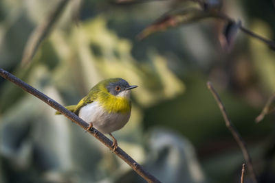 Close-up of bird perching on branch