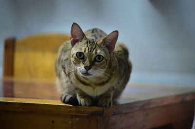 Portrait of tabby cat