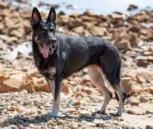 Dog standing on field