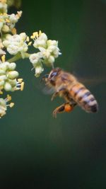 Close-up of insect on flowers