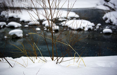 Close-up of snow on field