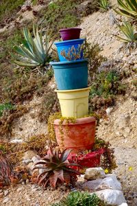 Potted plants in backyard