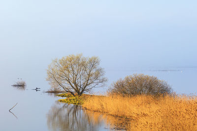Tree by lake against clear sky