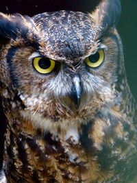 Close-up portrait of owl