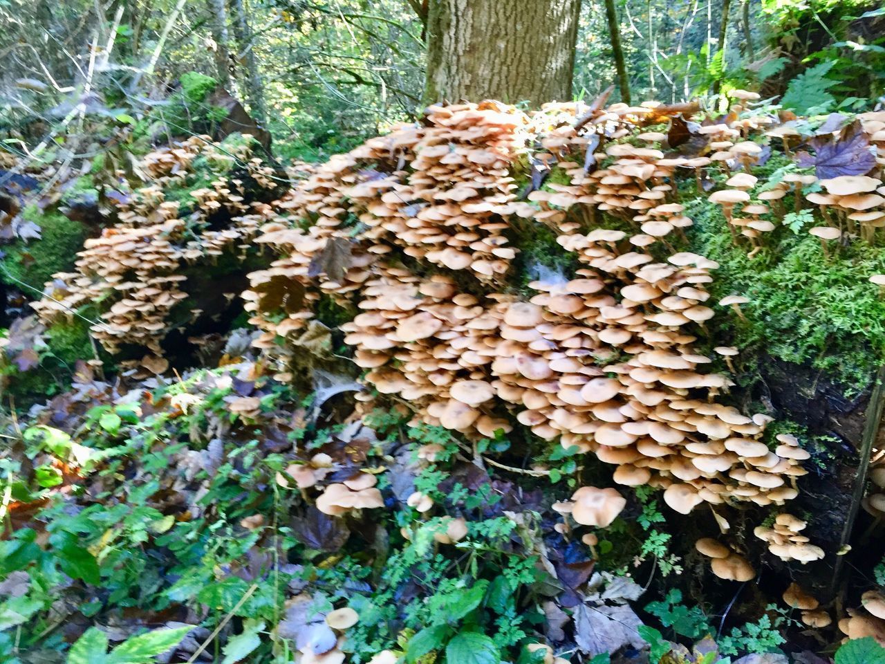 CLOSE-UP OF MOSS GROWING ON TREE TRUNK