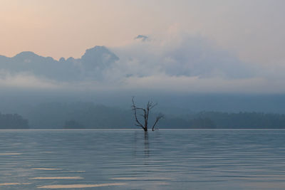 Bare tree in lake against sky during sunset